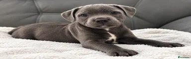 Staffordshire Bull Terrier 1