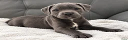 Staffordshire Bull Terrier dogs for sale: Staffordshire bull terrier pups  - Advert 5