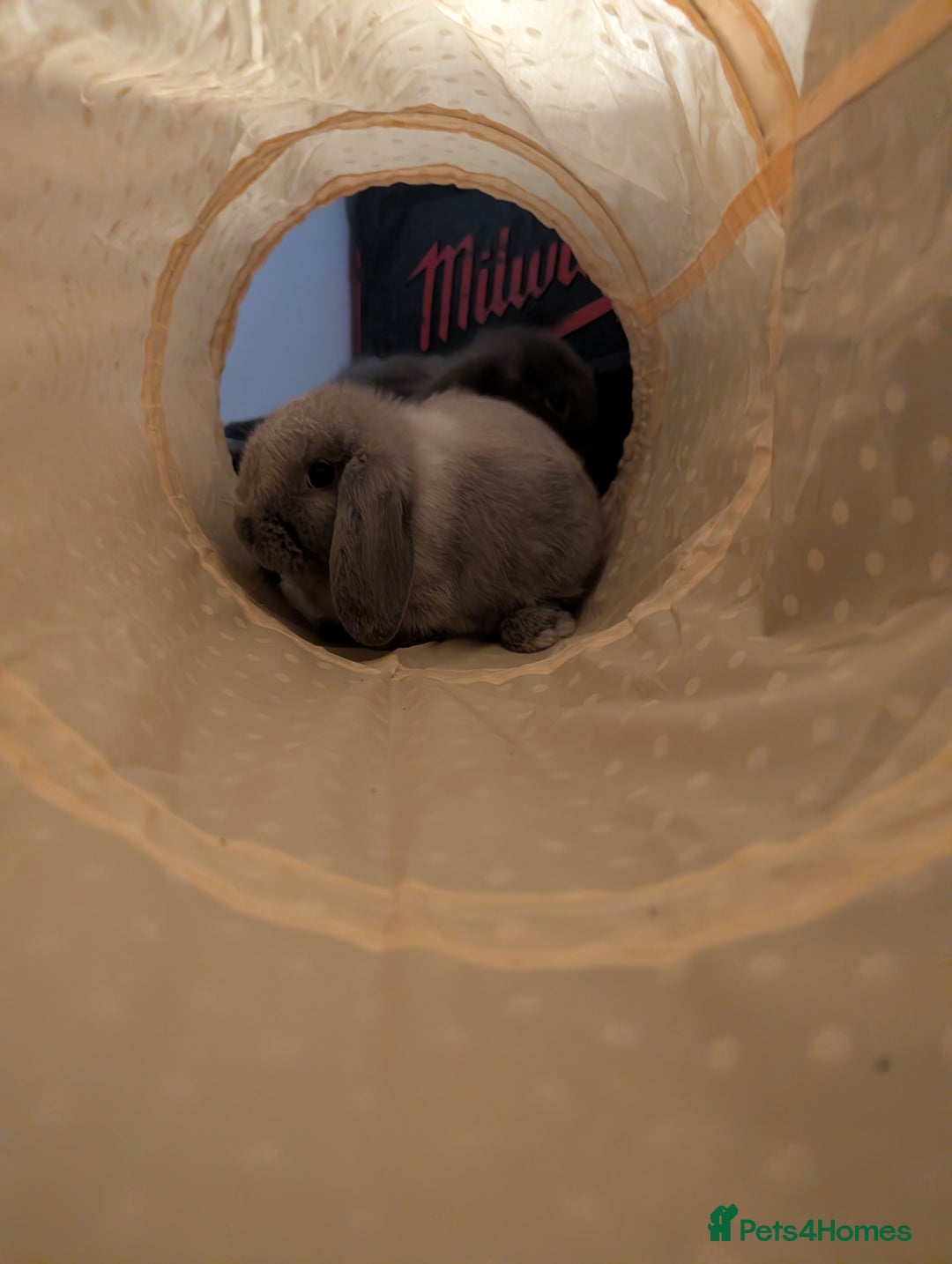 Mini Lop rabbits for sale: Mini Lops £70  - Advert 4