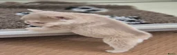 French Bulldog dogs for sale: French bull dogs  - Advert 8