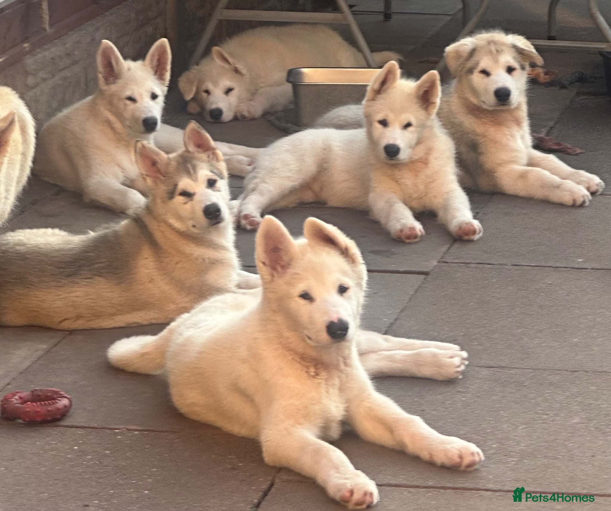 Alaskan Malamute dogs Pure beautiful Alaskan Malamute pups - Advert 1