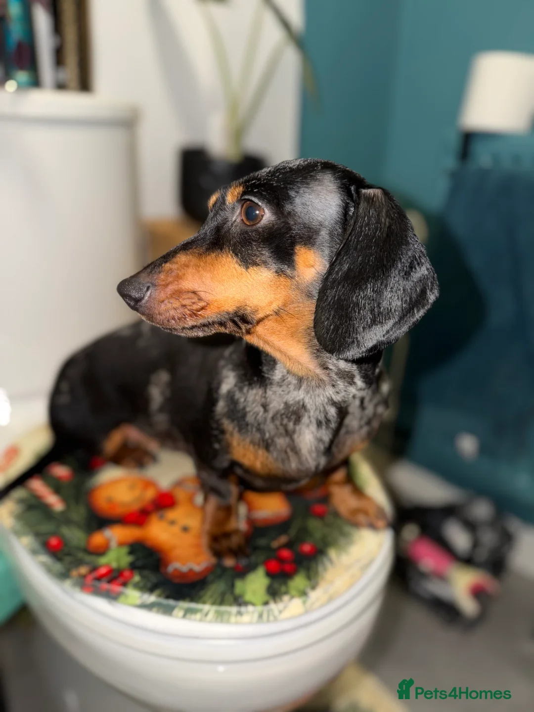 Dachshund dogs for sale: Female Dachshund  - Advert 4