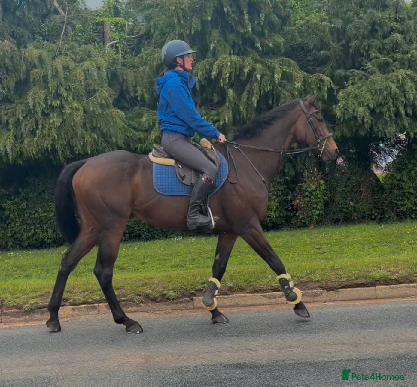 Irish Thoroughbred horses Super Savon !  - Advert 1