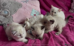 Ragamese cats for sale: Ragamese - Ragdoll x Siamese adorable kittens  - Image 25