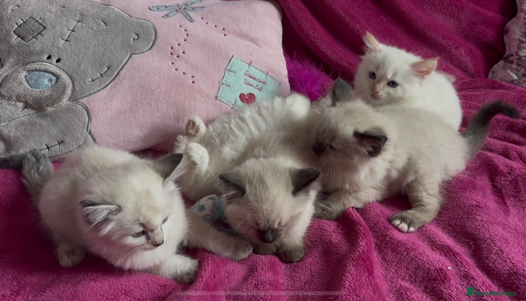 Ragamese cats for sale: Ragamese - Ragdoll x Siamese adorable kittens  - Image 25
