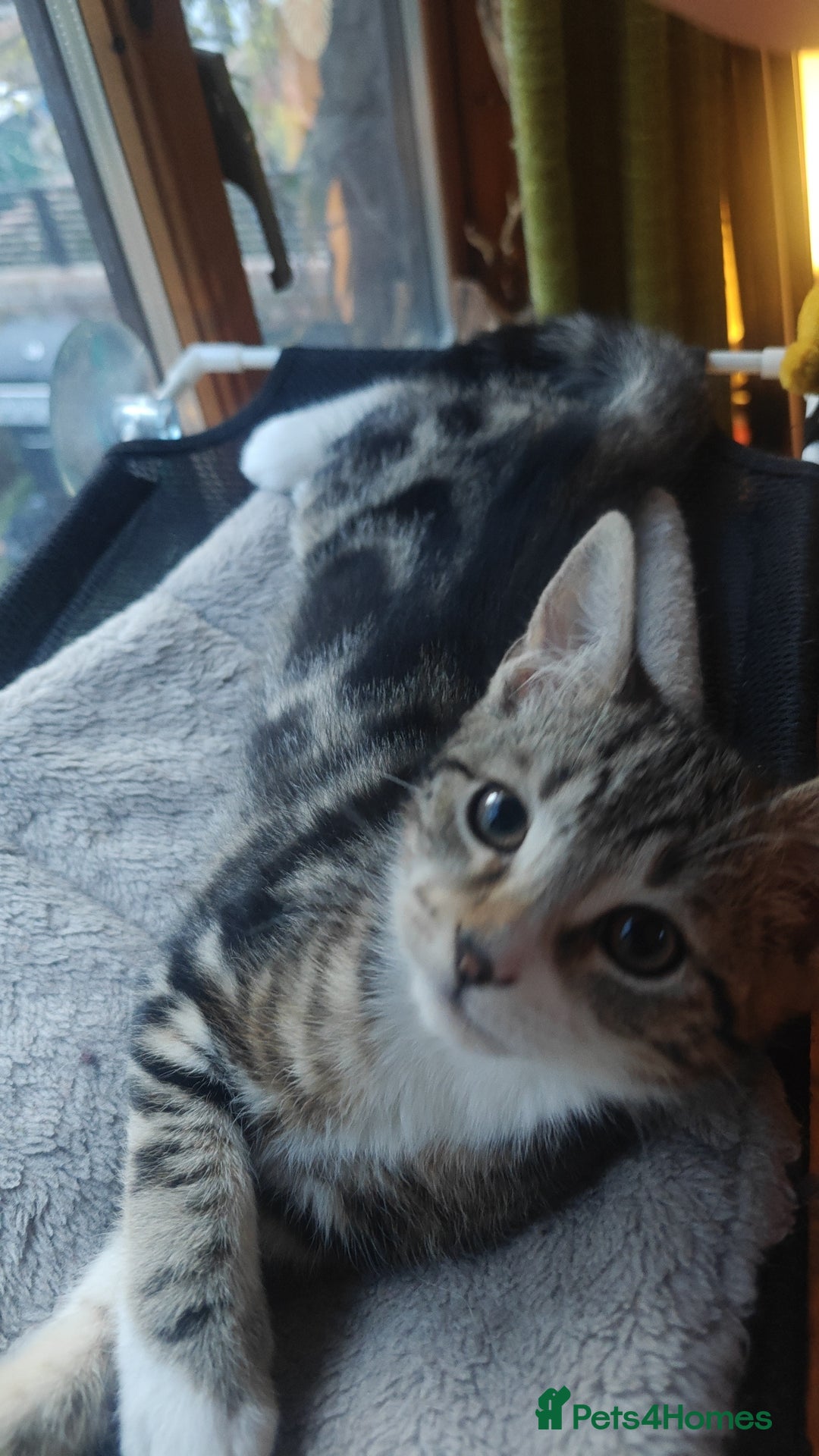 Mixed Breed cats for sale: Kitten for sale with boots - Advert 1