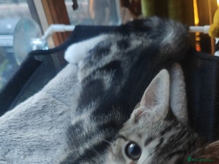 Mixed Breed cats Kitten for sale with boots - Advert 3