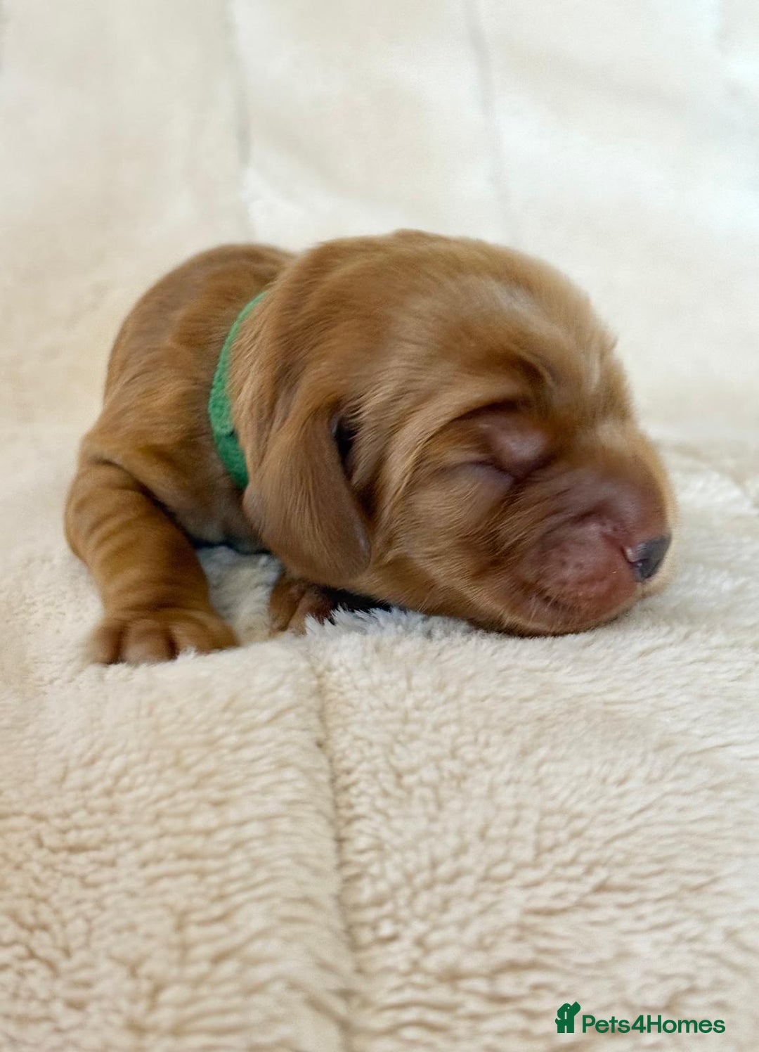 Cocker Spaniel dogs for sale: KC Reg Fully Health Tested Showline Cocker Spaniel - Image 5