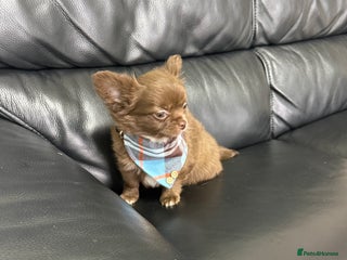 Chihuahua dogs Chihuahuas READY NOW - Advert 5