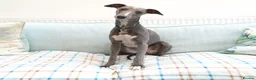 Whippet dogs for stud: KC reg blue whippet for stud - Advert 2