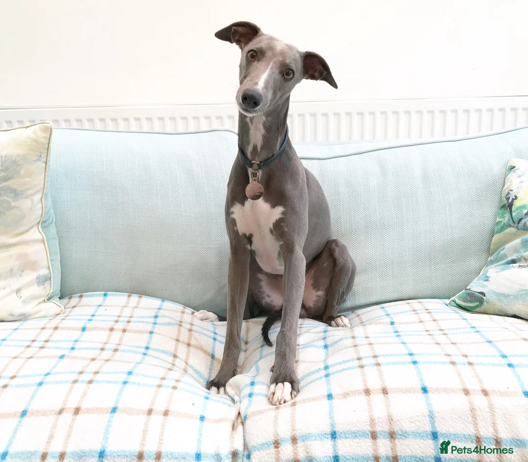 Whippet dogs for stud: KC reg blue whippet for stud - Advert 2