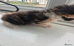 Mixed Breed cats for sale: Mixed breed kittens for sale - Advert 9