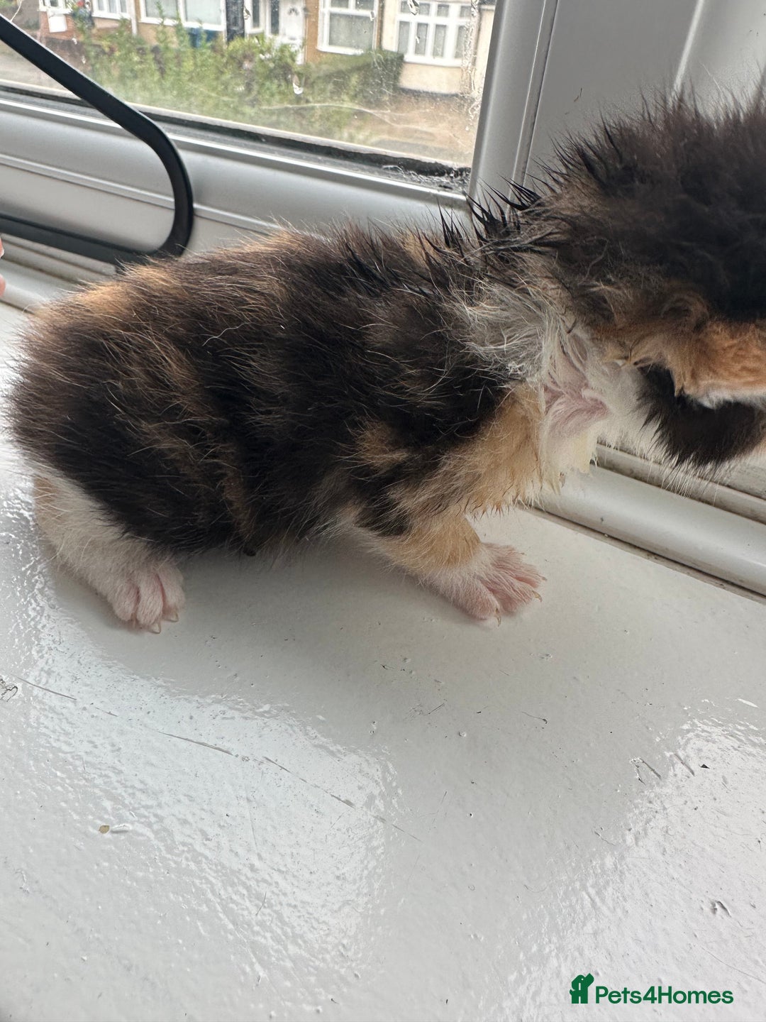 Mixed Breed cats for sale: Mixed breed kittens for sale - Advert 9