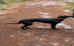 Lurcher dogs for stud: Whippet grey x beddy whippet grey - Image 8