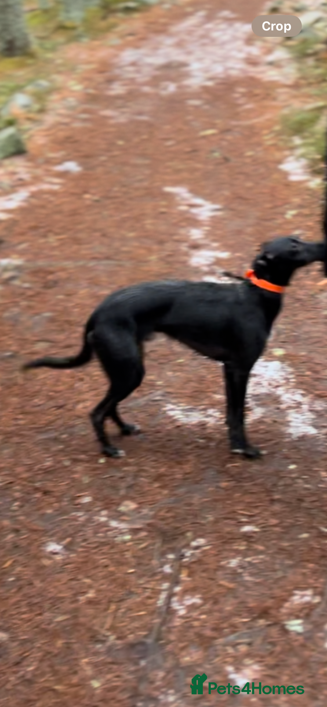 Lurcher dogs for stud: Whippet grey x beddy whippet grey - Image 8