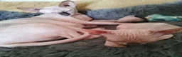 Sphynx cats for sale: Two wonderful boys are for sale. - Advert 3