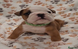 English Bulldog dogs for sale: Red and white british bulldog puppies - Image 6