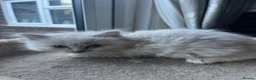 Ragdoll cats for sale: Gorgeous Tica ragdoll kittens  - Advert 4