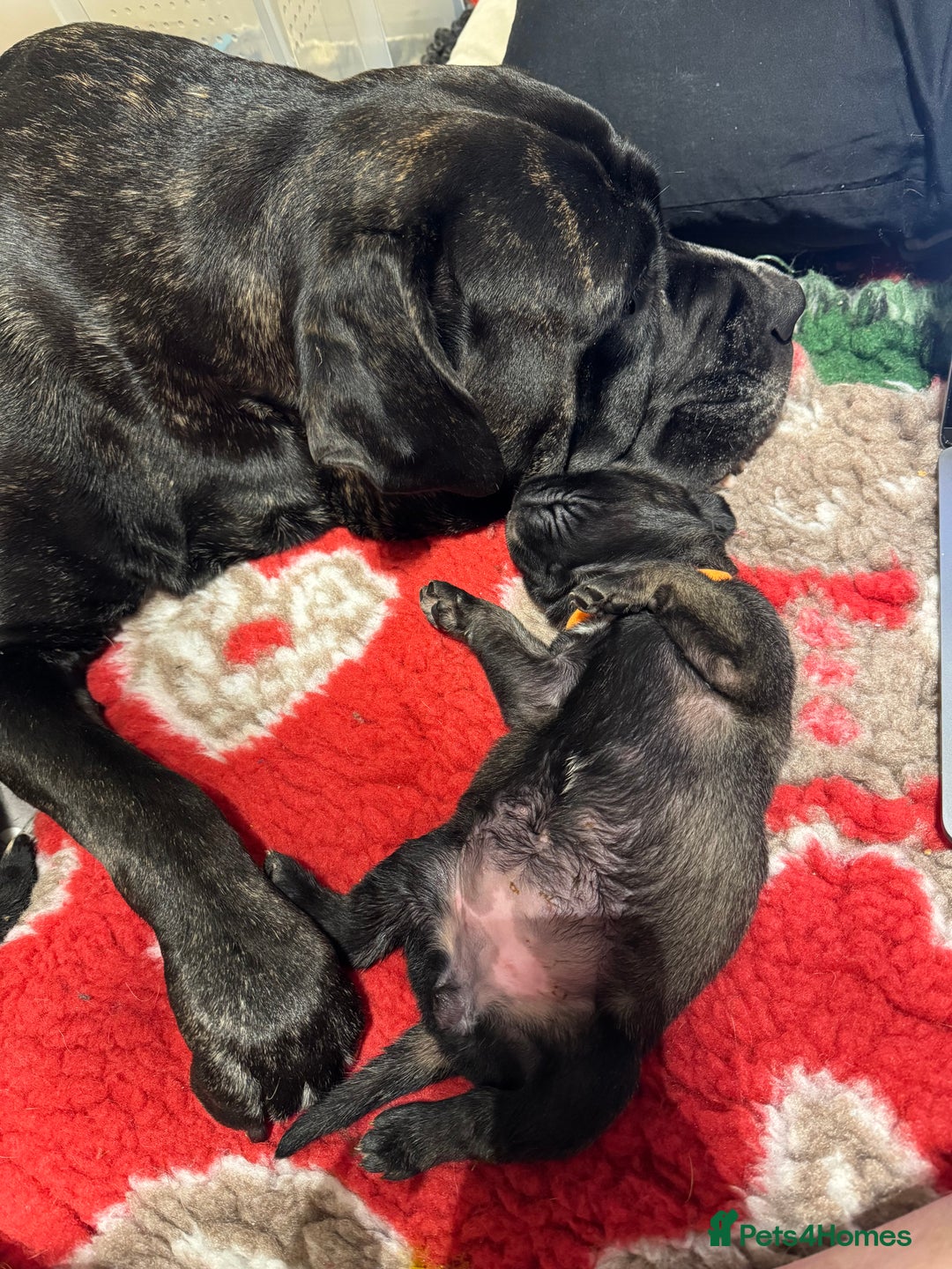 Cane Corso dogs for sale: Cane Corso puppies family reared no expense spared - Advert 3