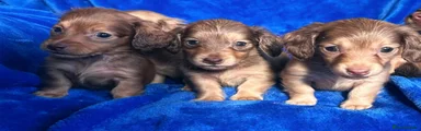 Miniature Dachshund Puppy 3