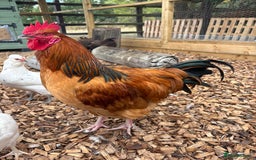 Chickens poultry for sale: Buff Sussex  - Image 1