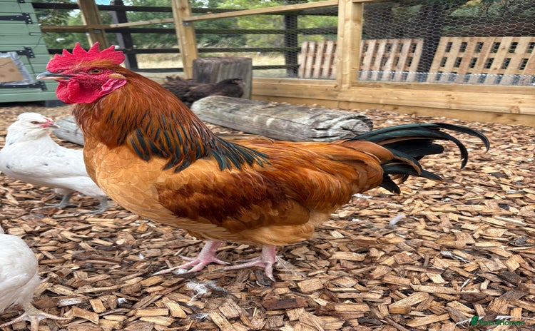Chickens poultry - Advert 3
