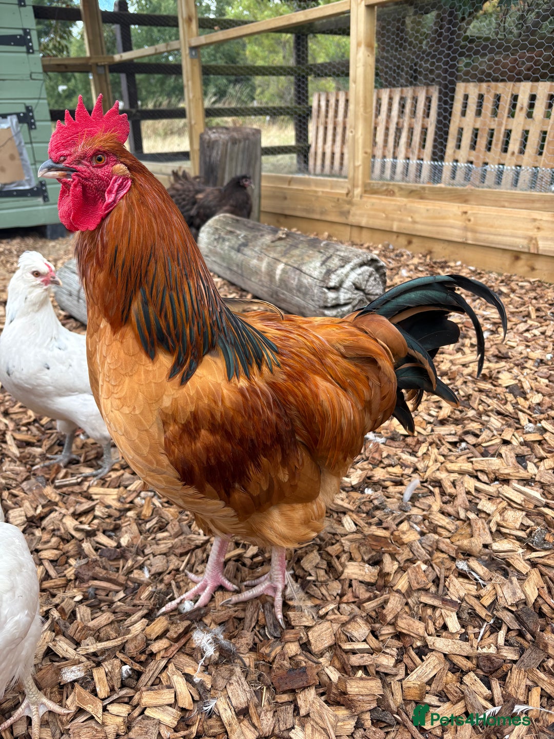 Chickens poultry for sale: Buff Sussex  - Image 1