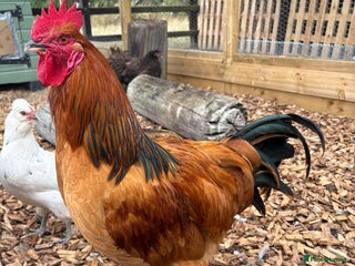 Chickens poultry - Advert 4