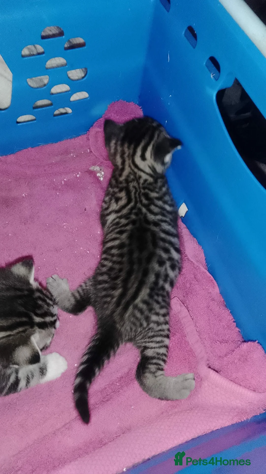 British Shorthair cats for sale: Tabby british shorthair kittens - Advert 33