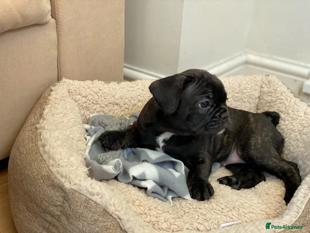 French Bulldog dogs for sale: The Cutest French Bulldog - Advert 1
