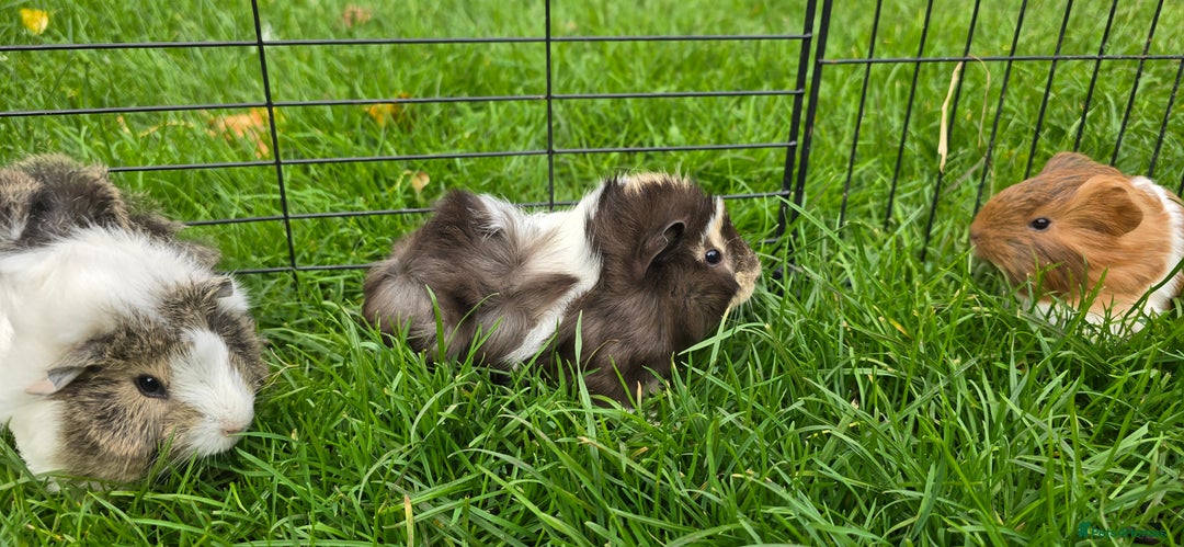 Guinea Pig rodents for sale: Male and female Guinea pigs - Image 8