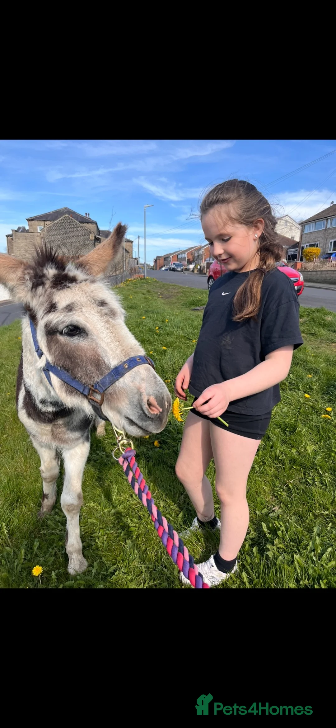 Other Breed horses for sale: Beautiful jenny , foal at foot - and a jack .  in Halifax - Advert 2