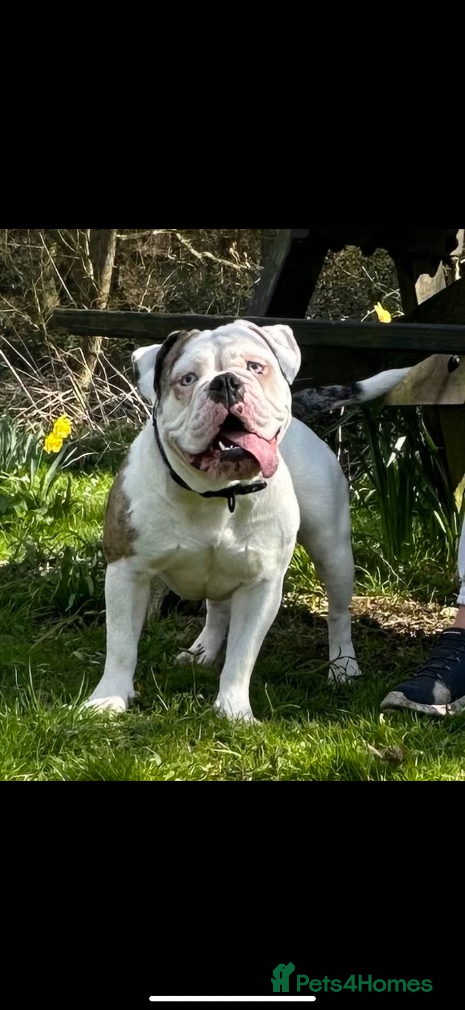 English Bulldog dogs for sale: 🐾 EXCEPTIONAL OLDE ENGLISH BULLDOG PUPPIES 🐾 - Advert 27