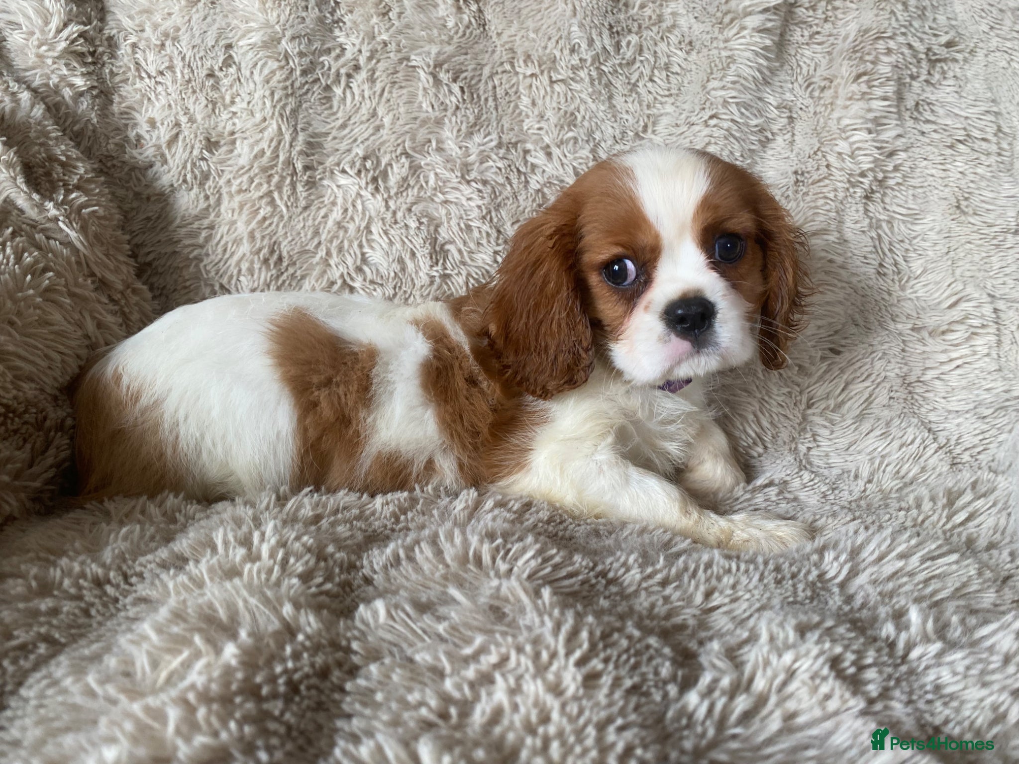 Cavalier King Charles Spaniel dogs Cavalier King Charles puppies - Advert 2