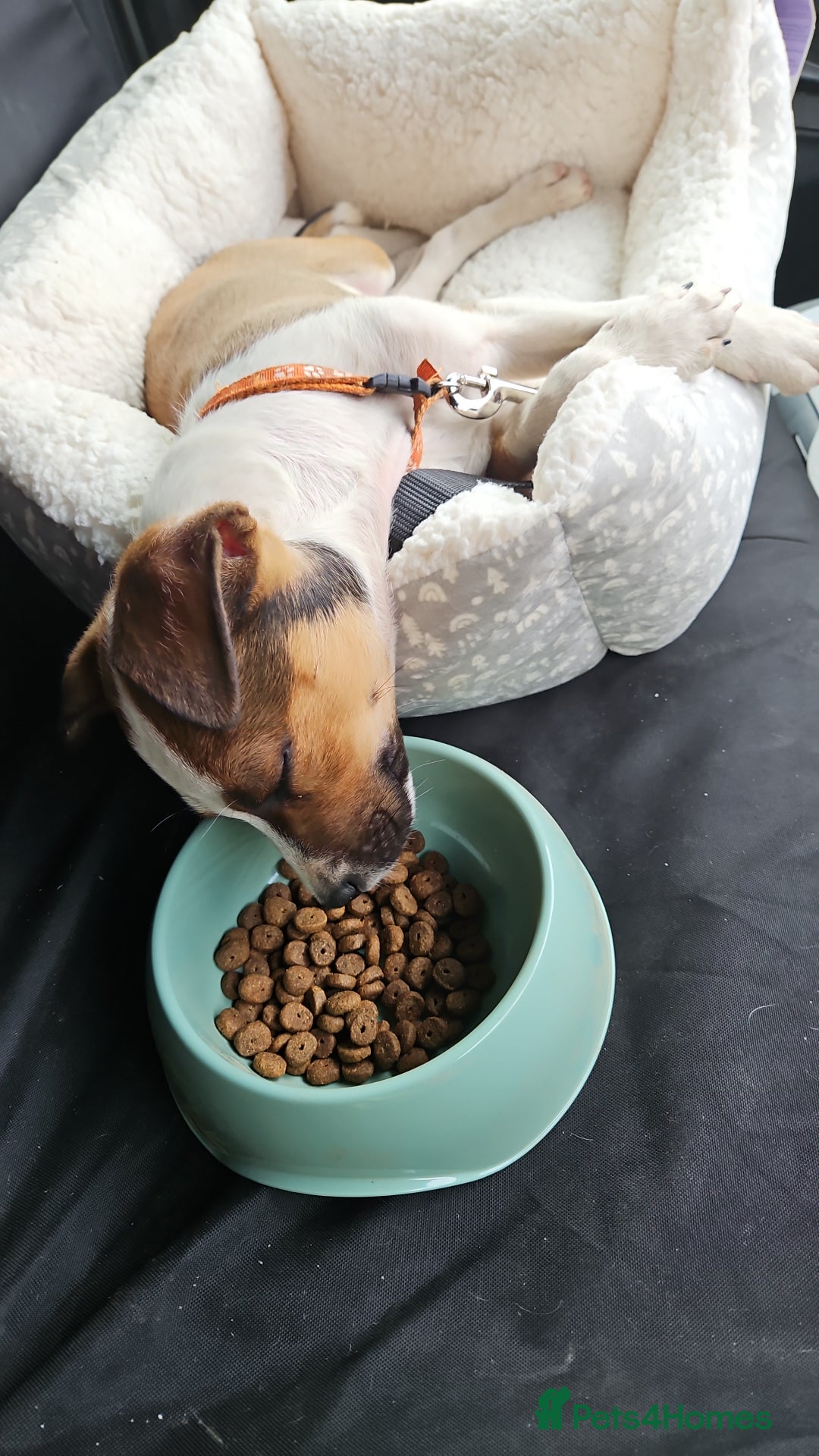 Mixed Breed dogs for sale: Lovely Rex needed a new home  - Advert 2