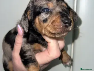 Miniature Dachshund dogs Beautiful KC Registered Minature Dachshunds - Advert 16