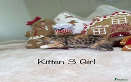 Mixed Breed cats for sale: Beautiful kittens 8 weeks old  - Advert 11