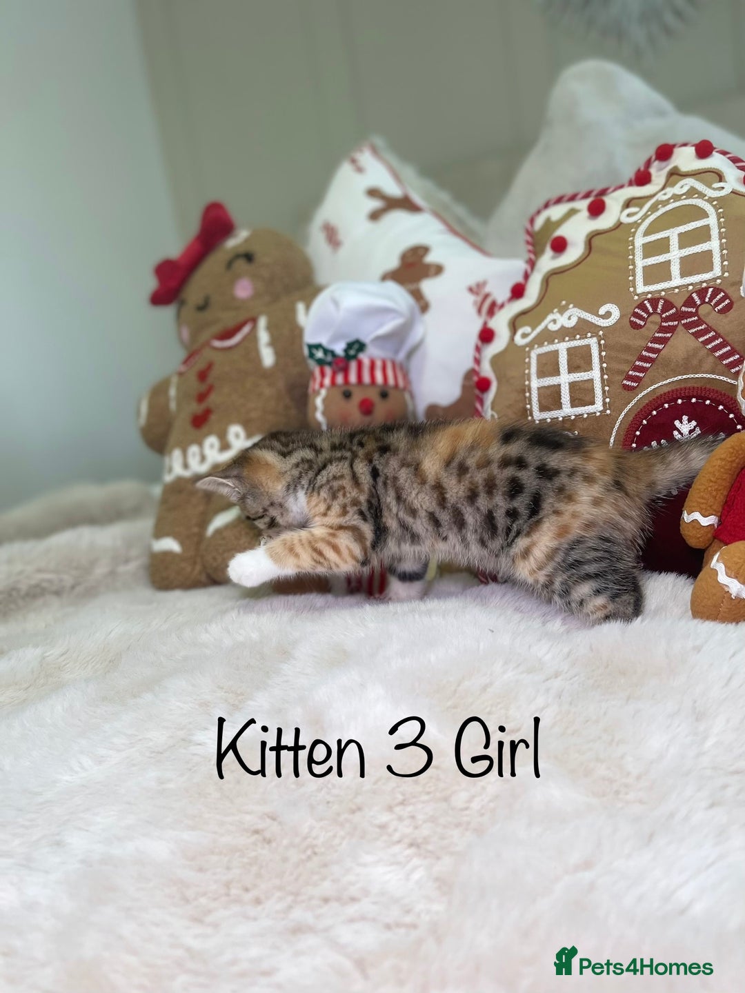 Mixed Breed cats for sale: Beautiful kittens 8 weeks old  - Advert 11