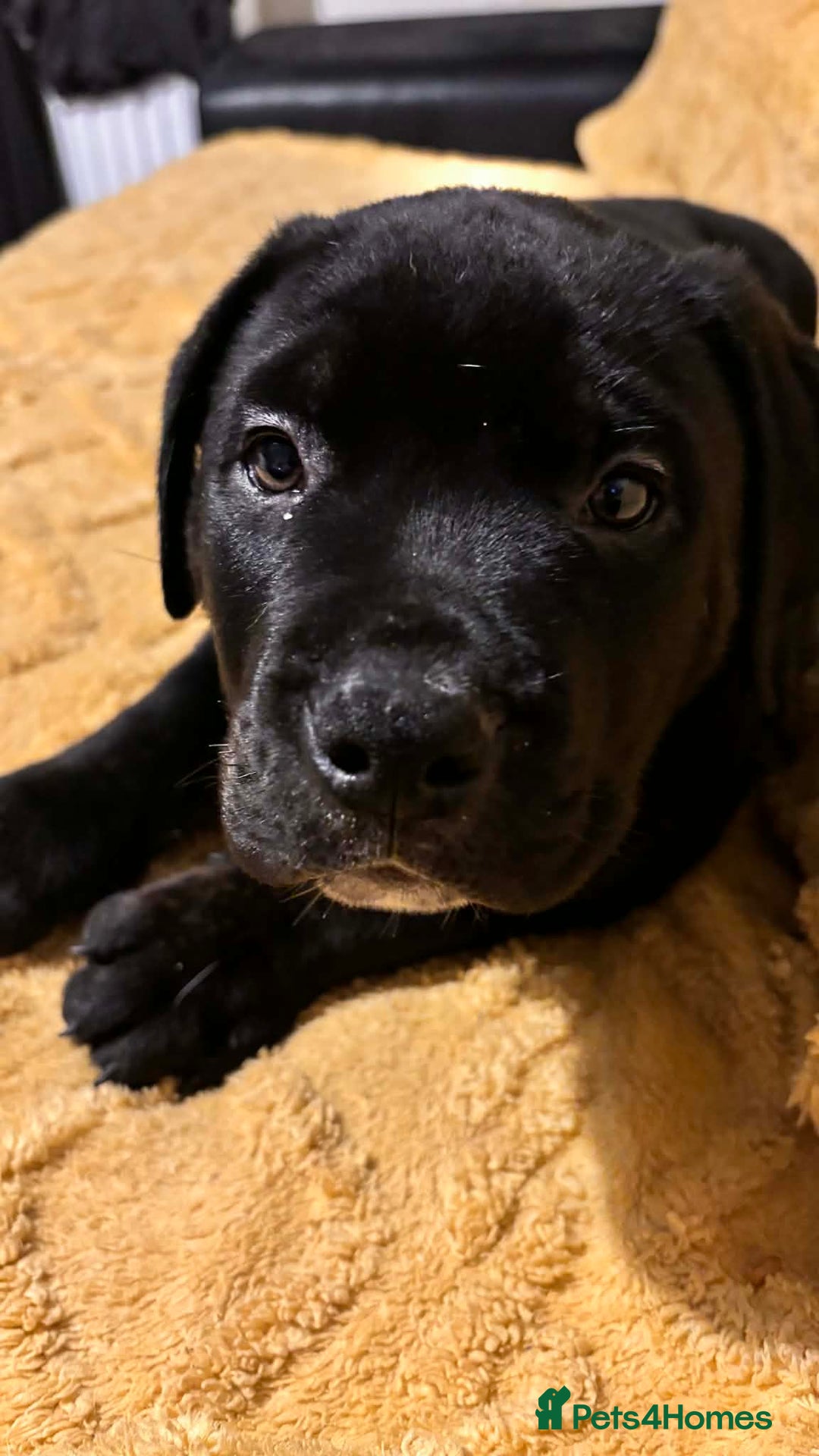 Mixed Breed dogs for sale: 5 lovely rotties x bully puppies - Advert 13