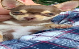 Chihuahua dogs for stud: KC SMOOTH COAT CHIHUAHUA  OPEN  AT STUD 💙 in Doncaster - Image 8