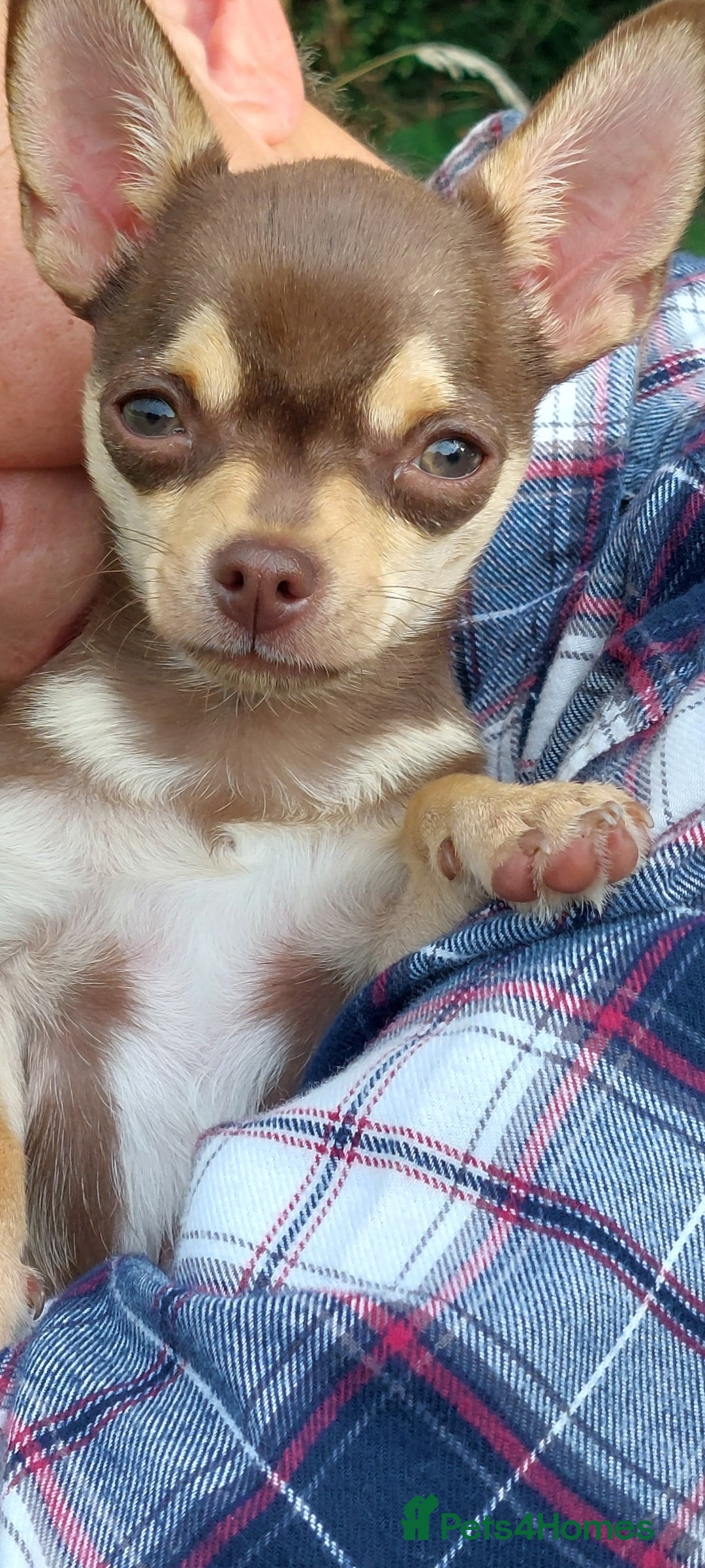 Chihuahua dogs for stud: KC SMOOTH COAT CHIHUAHUA  OPEN  AT STUD 💙 in Doncaster - Image 8