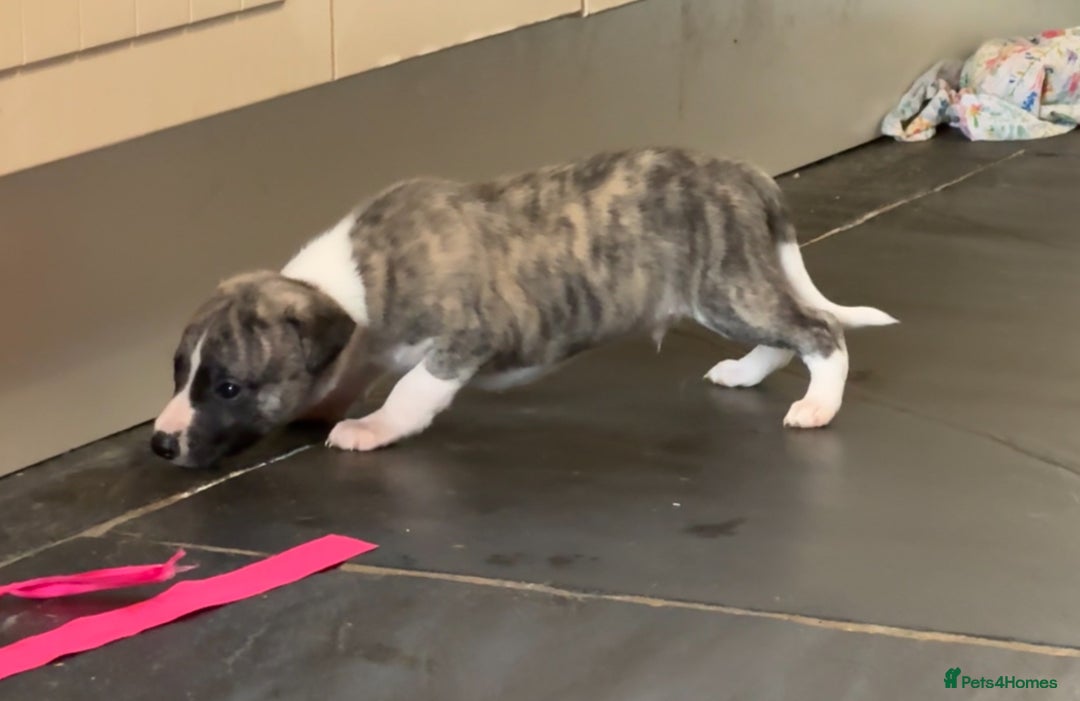 Whippet dogs for sale: Beautiful KC Whippet pups 5 boys - Image 9