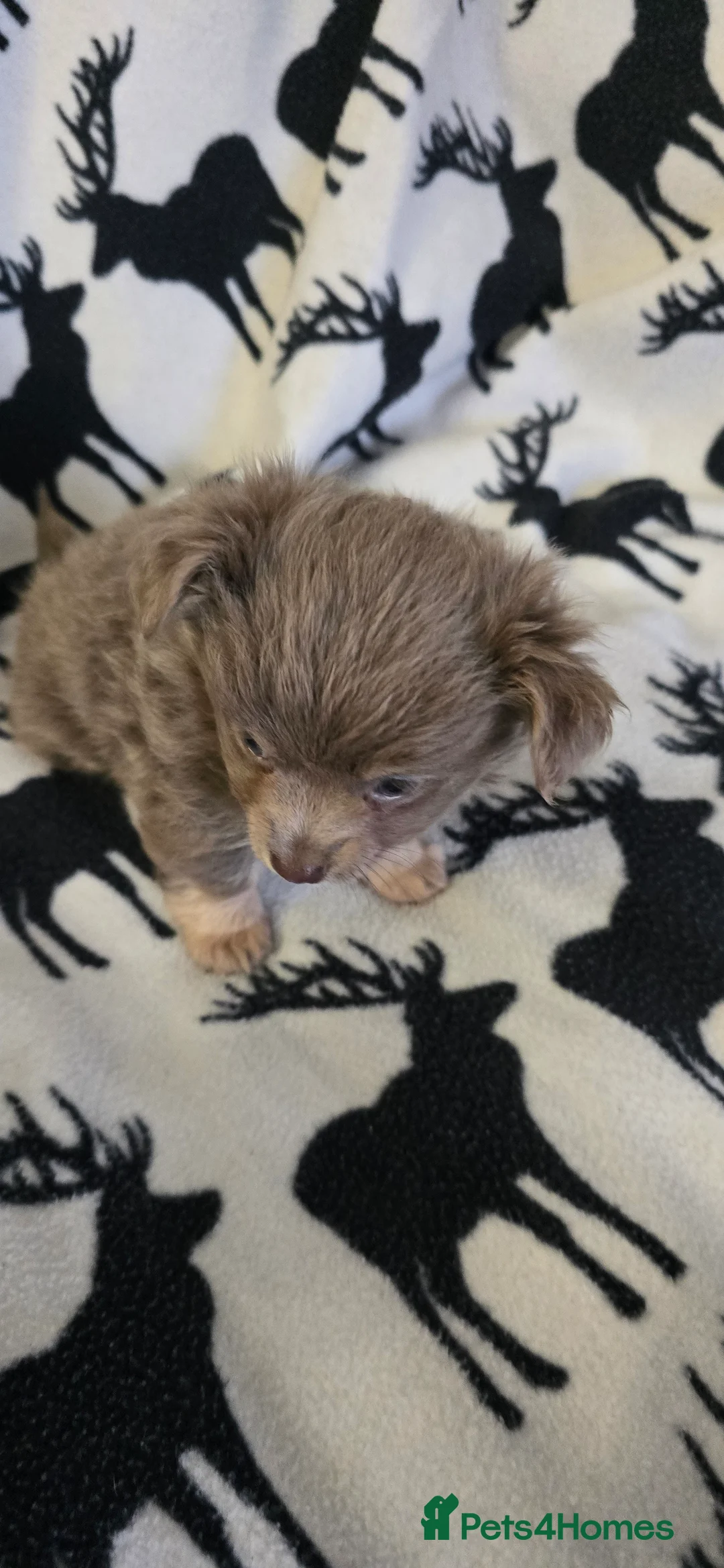 Chihuahua dogs for sale: Beautiful Chihuahua puppies  in Blackwood - Advert 24