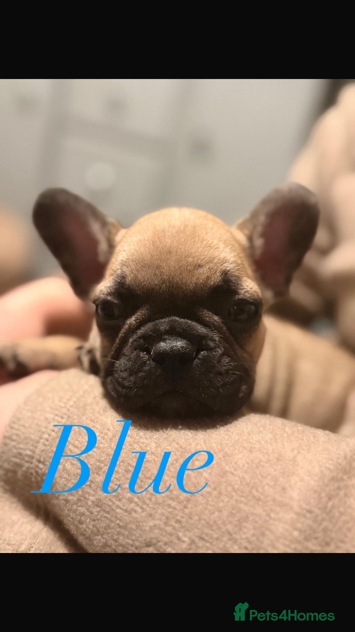 French Bulldog dogs Super Special KC Registered French Bulldog Puppies - Advert 2