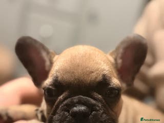 French Bulldog dogs Last couple left - Super Special KC Reg Frenchie - Advert 1