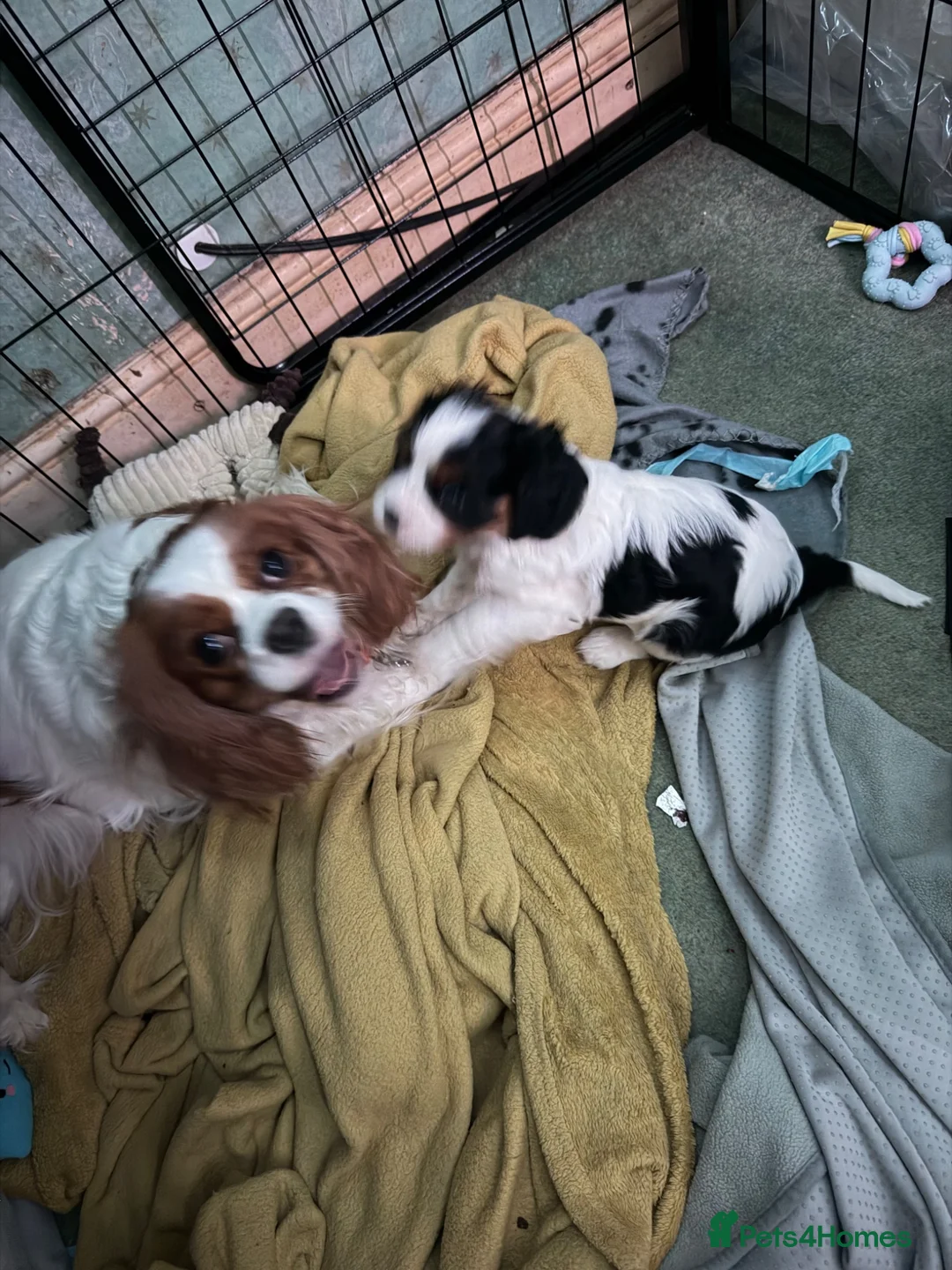 Cavalier King Charles Spaniel dogs for sale: 7 week old King Charles spaniel - Advert 2