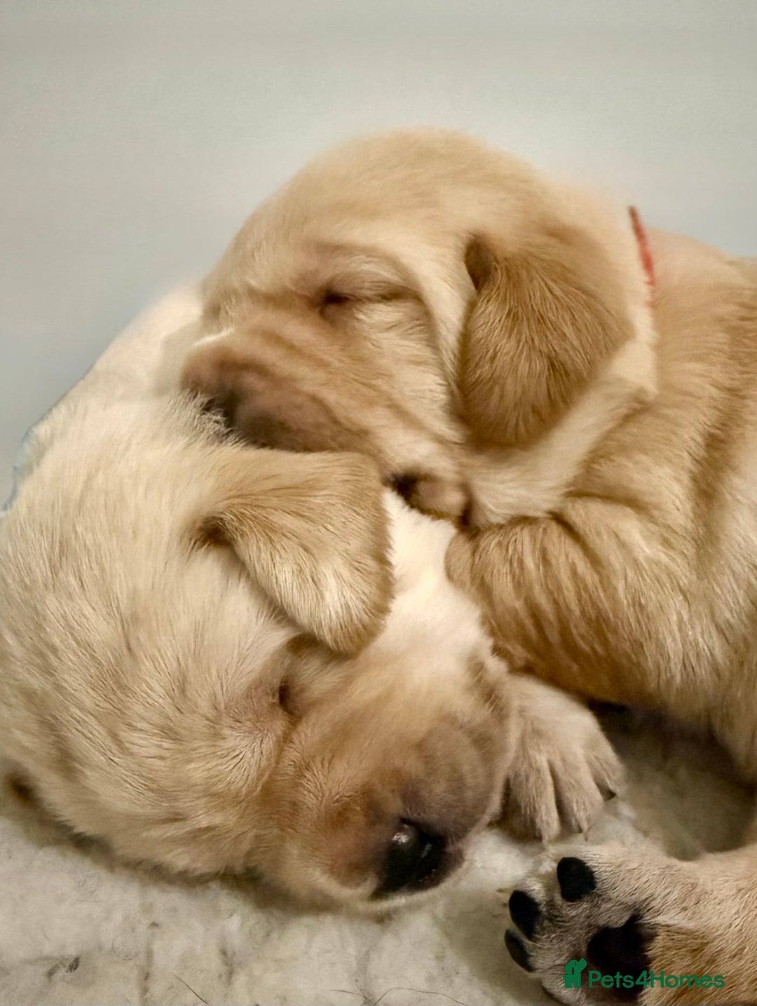 Labrador Retriever dogs for sale: Labrador puppies - Advert 8