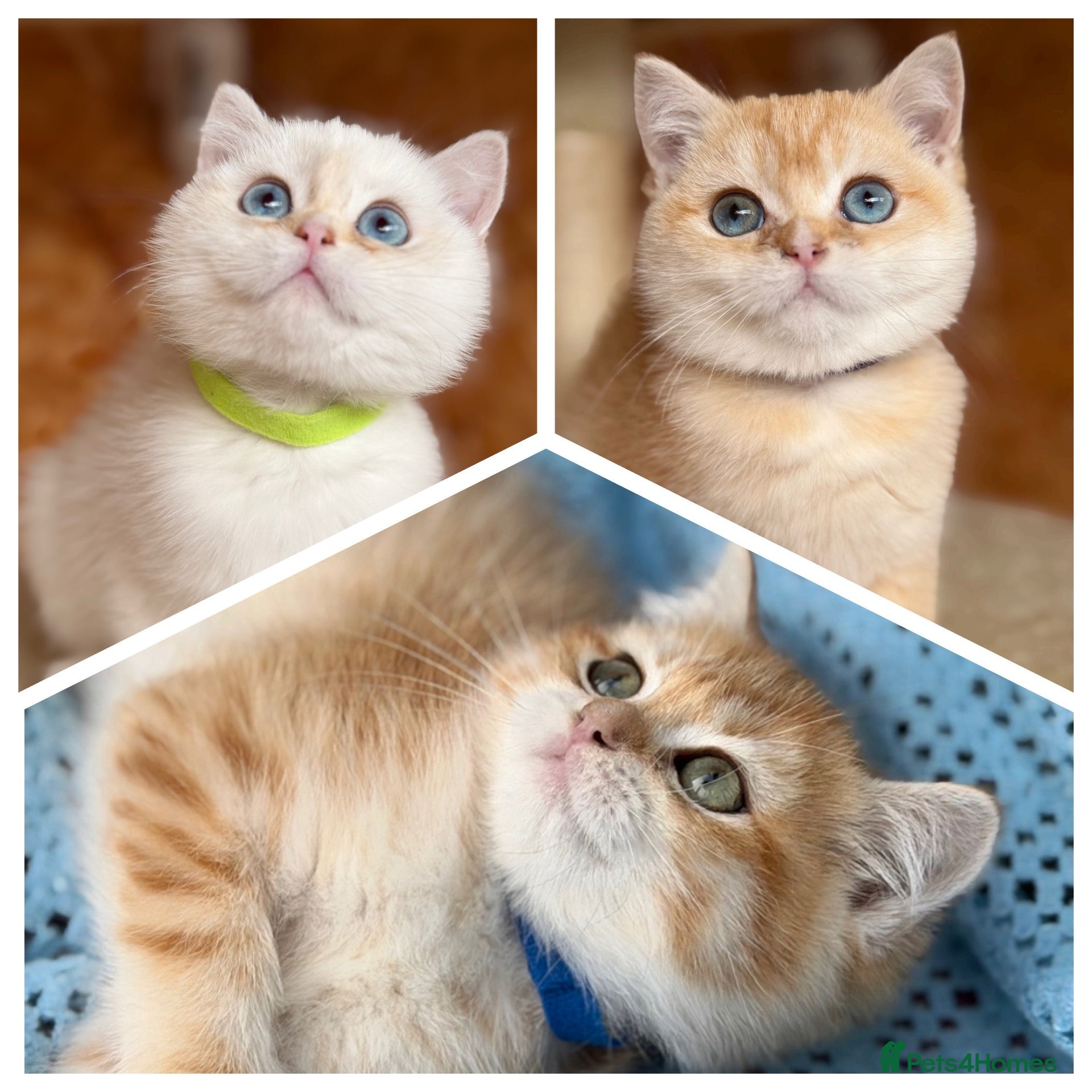 British Shorthair cats British shorthair beautiful golden kittens  - Advert 3