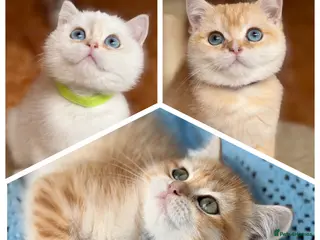 British Shorthair cats British shorthair beautiful golden kittens - Advert 3