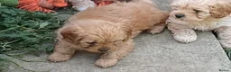Cavapoo dogs for sale: Absolutely gorgeous Cavapoo puppies  in Umberleigh - Advert 14